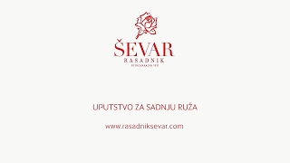 sadnja ruža - upustvo - Rasadnik Ševar