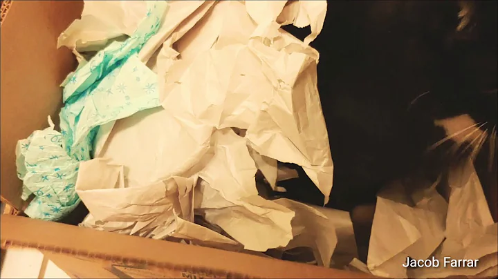 Video 10735981: maine coon kitty, miss kitty, adorable kitty