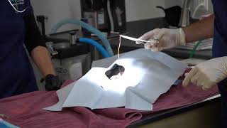 Bahde Wildlife Center: a Raven's Shocking X-ray