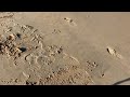 Minelab Vanquish 540 Vs Nokta Makro Simplex On Wet Salty Sand