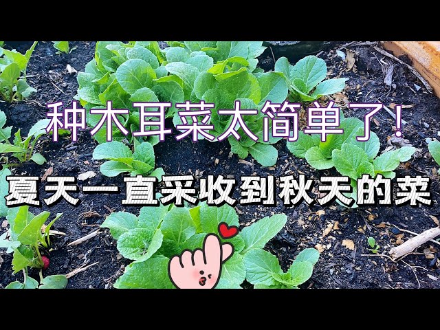 种木耳菜太简单了！二种方法种植，夏天不断采收到秋天的菜！省空间 简单种！不用买菜了！Growing Malabar spinach is so easy!