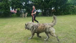 Deltari Ilir-Ilirski Ovčar Hr -Šarko Jn. Šarko X Ajša