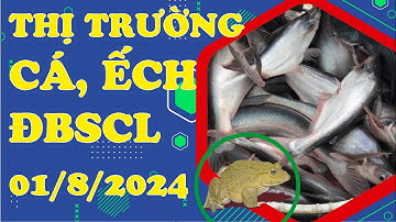 Thị Trường Cá, Ếch ĐBSCL ngày 01/8/2024 || Giá Cá Tra, Cá Lóc, Điêu Hồng, Rô Phi, Trê Vàng.
