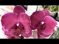 завоз ОРХИДЕЙ предпраздничные тележки с орхидеями по 664 рубля есть АЛМАЗЫ