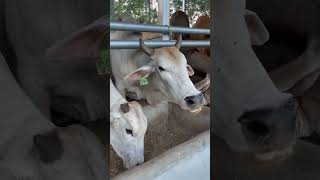 ការដាក់ចំណីបំប៉នគោសាច់ ១ថ្ងៃ ២ ពេល គឺព្រឹក នឹងល្ងាច