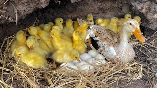 Amazing Pekin Duckling Hatching From Eggs Cute Cute Baby Duckling Yellow