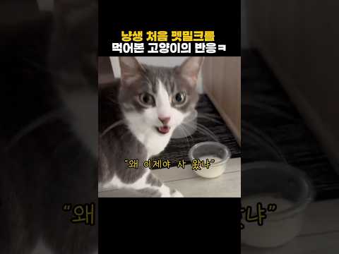 펫밀크를 처음 먹어본 고양이의 반응 thumbnail