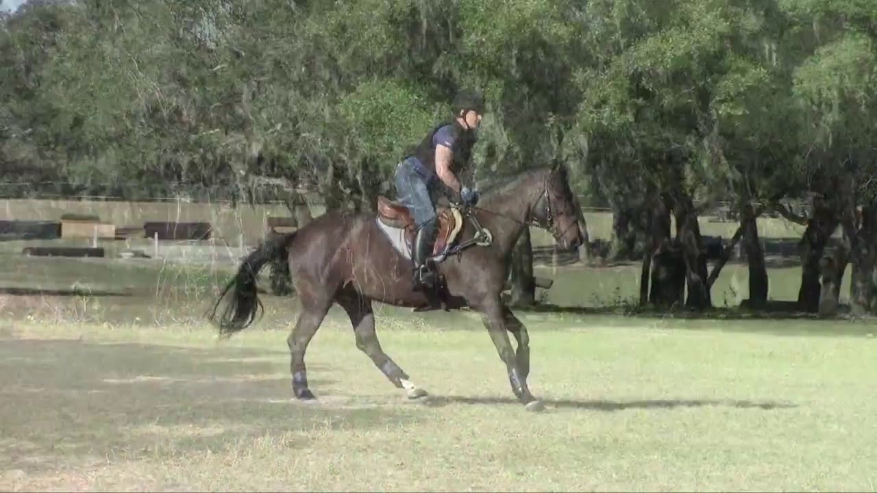 Horse for sale, Lucky Clover, Eventing, Training level YouTube