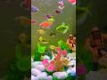 🐠😍🌴 |#fishing #colourful #fishingvideo #homedecor #shortvideo #short #youtubeshorts #youtube #for