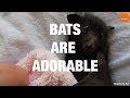 Bats Are Adorable - Compilation Bats Are Adorable - Compilation