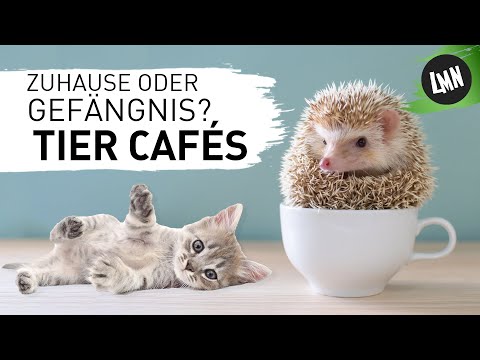 Video: Ungewisse Zukunft Für Japans Katzencafés