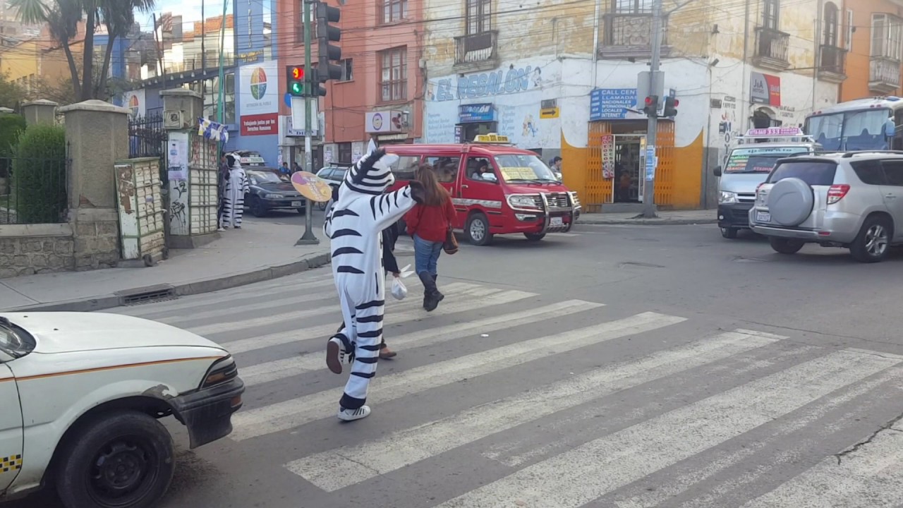 The La Paz Traffic Zebras Are Awesome! YouTube