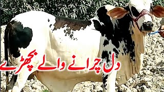 Qurbani 2026 Best Cholistani & Brahman Calves Price Near Madrasa Mandi Global Village Farming