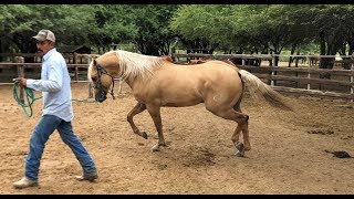 RANCHOLAROSA. MATTDILLON DUNITNICE, SEMENTAL RANCHOLAROSA#CUARTODEMILLA