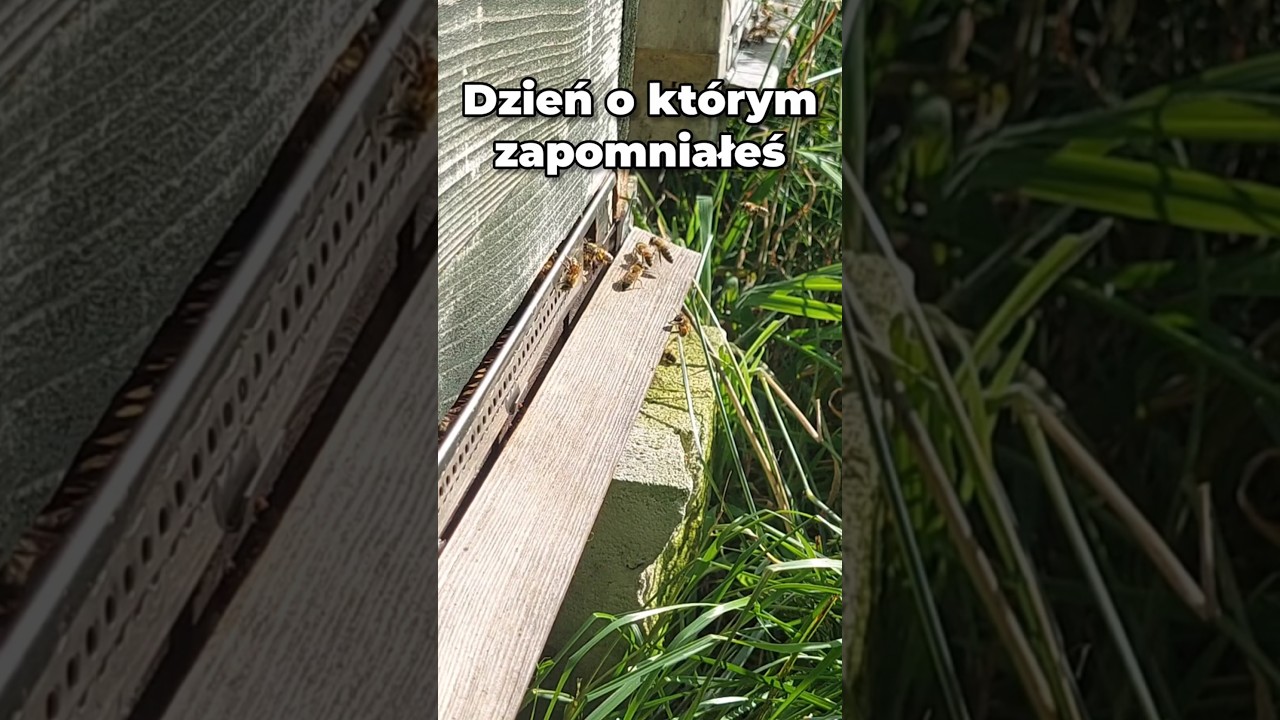 Dzień o którym nie pamiętasz