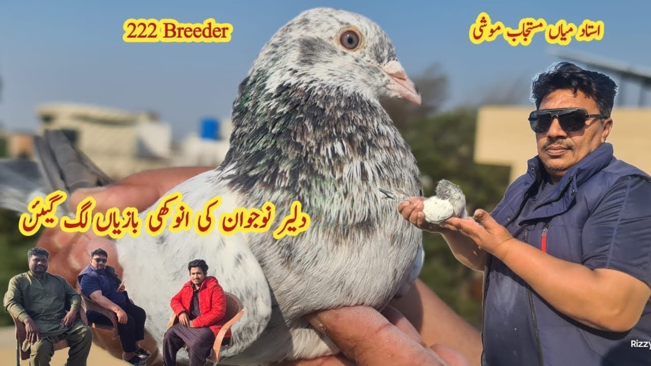 Kabootar Bazi main Brave Boy 