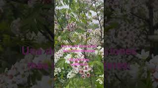 Xanthoceras sorbifolium, uno de los árboles con una floración más espectacular