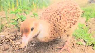 ایرانی تیتر مستی کر تے ہوئے اور اچھے موسم سے لطف اندوز ہو رہے ہیں