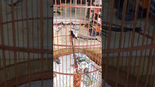 White Rumped Shama- Raptor Vs Son Training