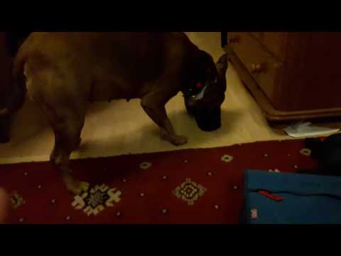 MY DOG'S EATING MY SHOE!!!