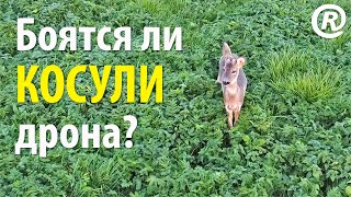 Боятся ли косули дрона? Съёмка европейских косуль (Capreolus capreolus) с квадрокоптера DJI Mini 2.