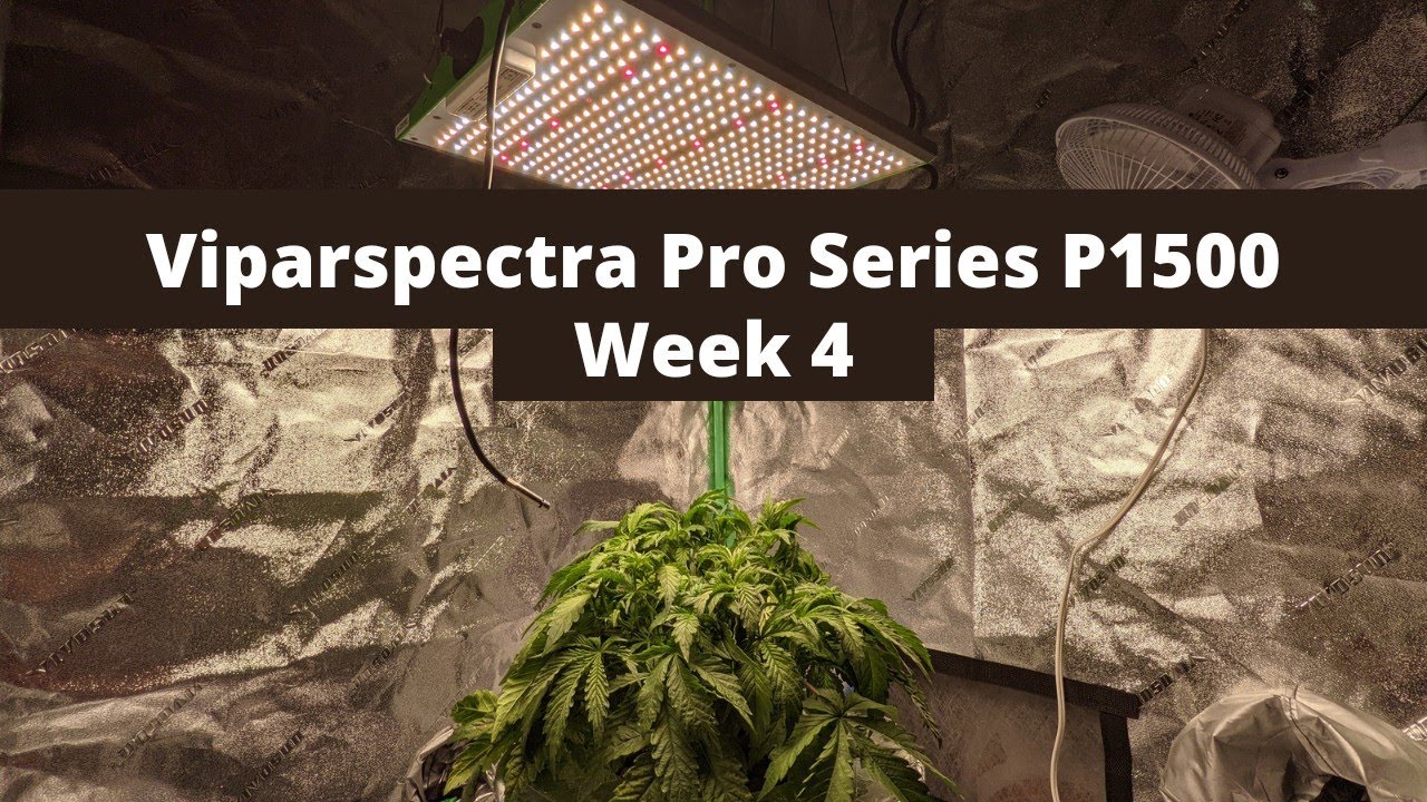 Viparspectra Pro Series P1500 | Week 4 | Blue Diesel Autoflower