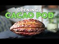 Sweet Fruity... Cacao? How To Eat Cacao Fruit! - YouTube