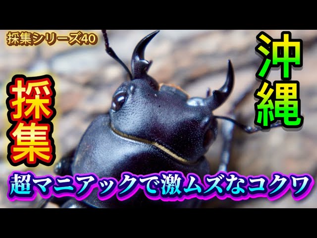 39種目】奄美の森で禁断のクワガタ「アマミマルバネ」を探す - YouTube
