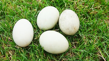 Hatching Mallard Duck Eggs!