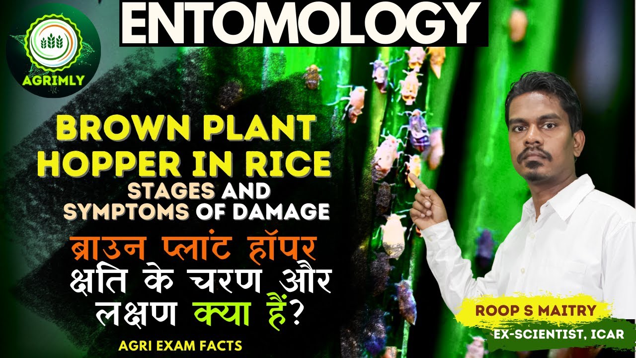 Brown Plant Hopper (BPH)_Major Insect-Pests of Rice l Entomology l All Agri Govt Exam by Maitry sir
