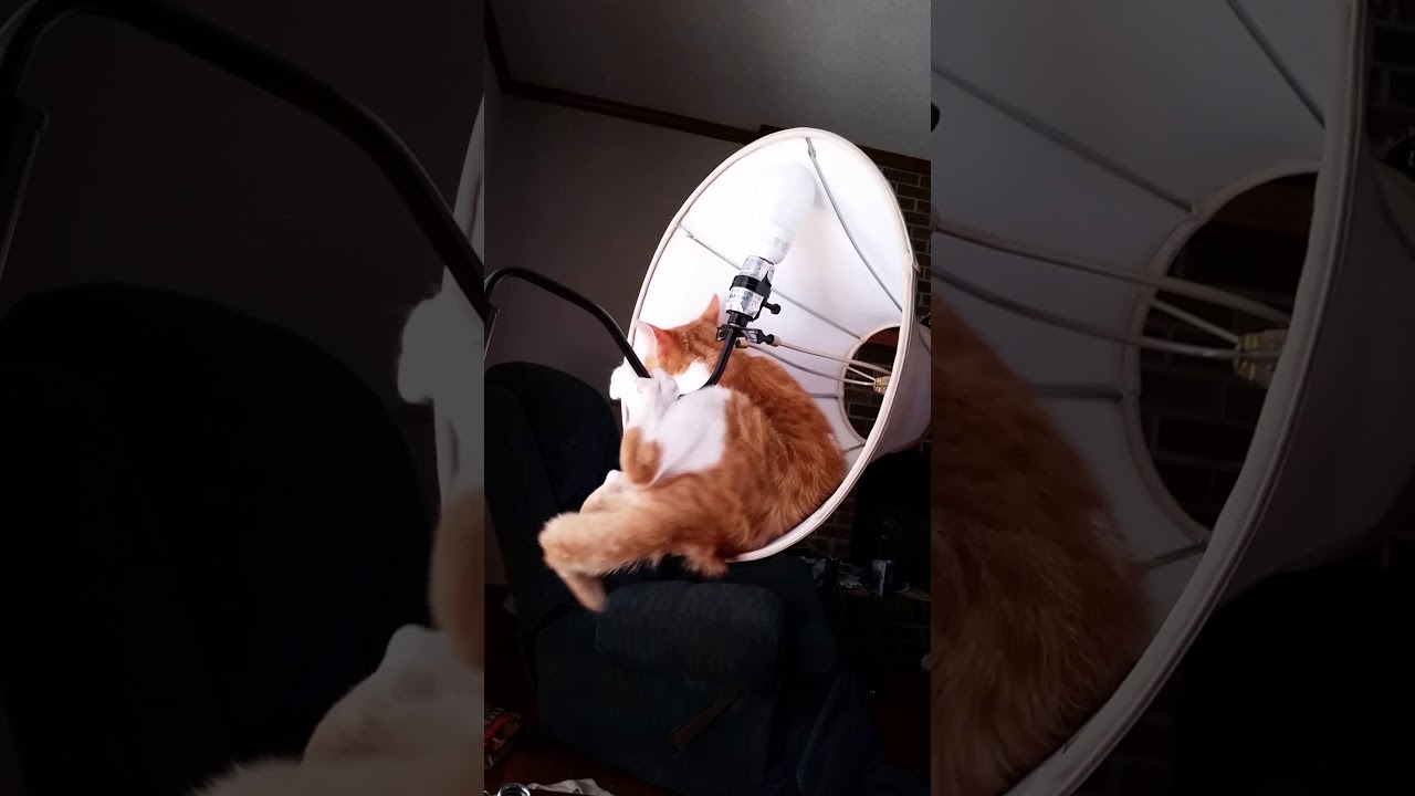 camera iphone 8 plus apk Little spaceship loves to play in the lamp shade