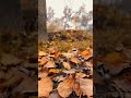 Autumn Vibes you must catch 🍁🍂 #travelvlog #travel #trendingshorts #viral #shorts #traveling