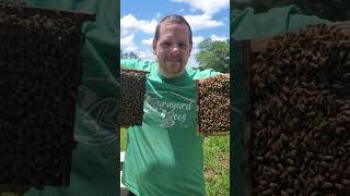 Love working these Gentle Bees!#beekeeping #gentlebees #barnyardbees #beekeepingsupplies #bestbees