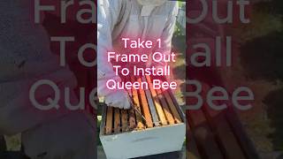 Take 1 Frame Out To Install Queen Bee In A Split