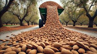 How 4.2 Billion Pounds Of Almonds Are Harvested Each Year - A Billion-Dollar Industry