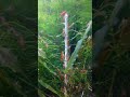 The cherry shrimp are getting an algae stick! エビちゃん達と藻類スティック！