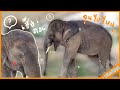 เสือตอบ❗️แม่ๆสงสัย จุนไปไหน❓😂elephant