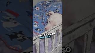 Famous The room all dogs deserve 🥺 #shorts Net Worth