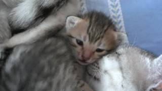 Cheetah Aylinn en kittens 2016 Nummer 02 by CatteryAsenka 587 views 7 years ago 4 minutes, 45 seconds