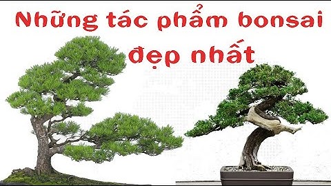 Những Tác Phẩm Bonsai Đẹp Tại Triển Lãm Bonsai Nhật Bản | Bonsai Và Cuộc Sống