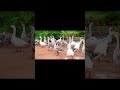 🌟 Unveiling the Secrets of Poultry Farming: Choosing the Best Breeds! 🐓✨