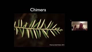 Discover Albino Redwoods of Henry Cowell Redwood State Park with Zane Moore