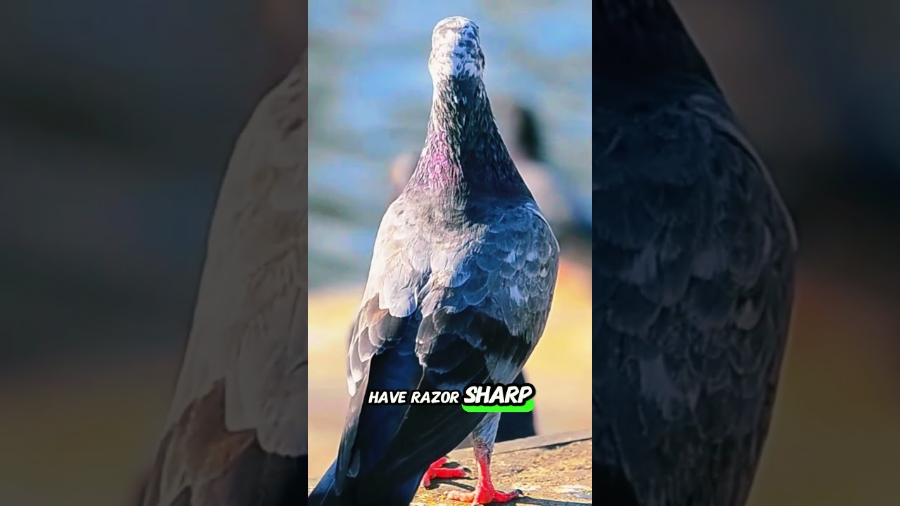 How Animals See the World  Amazing Animal Vision Facts