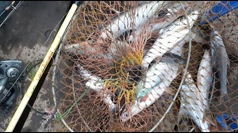 Mồi câu cá tra sông, vồ đém, cá cóc, mùa nước đục, câu cá trên bè #fishig #Trongromvlog