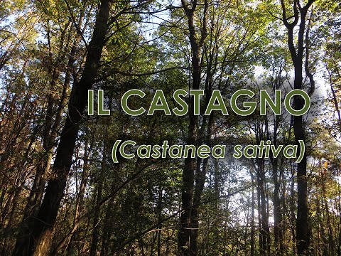 Video: Castagno Nobile - Castanea Sativa
