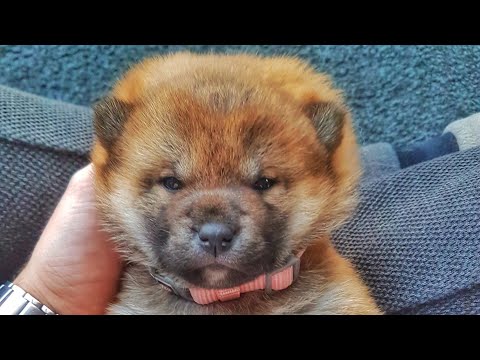 3 Weeks Old Shiba Inu Puppies Youtube