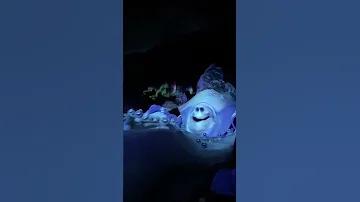 Marshmallow Shorts Frozen 