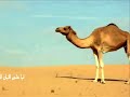 شيلة ياذيب انا يابوك