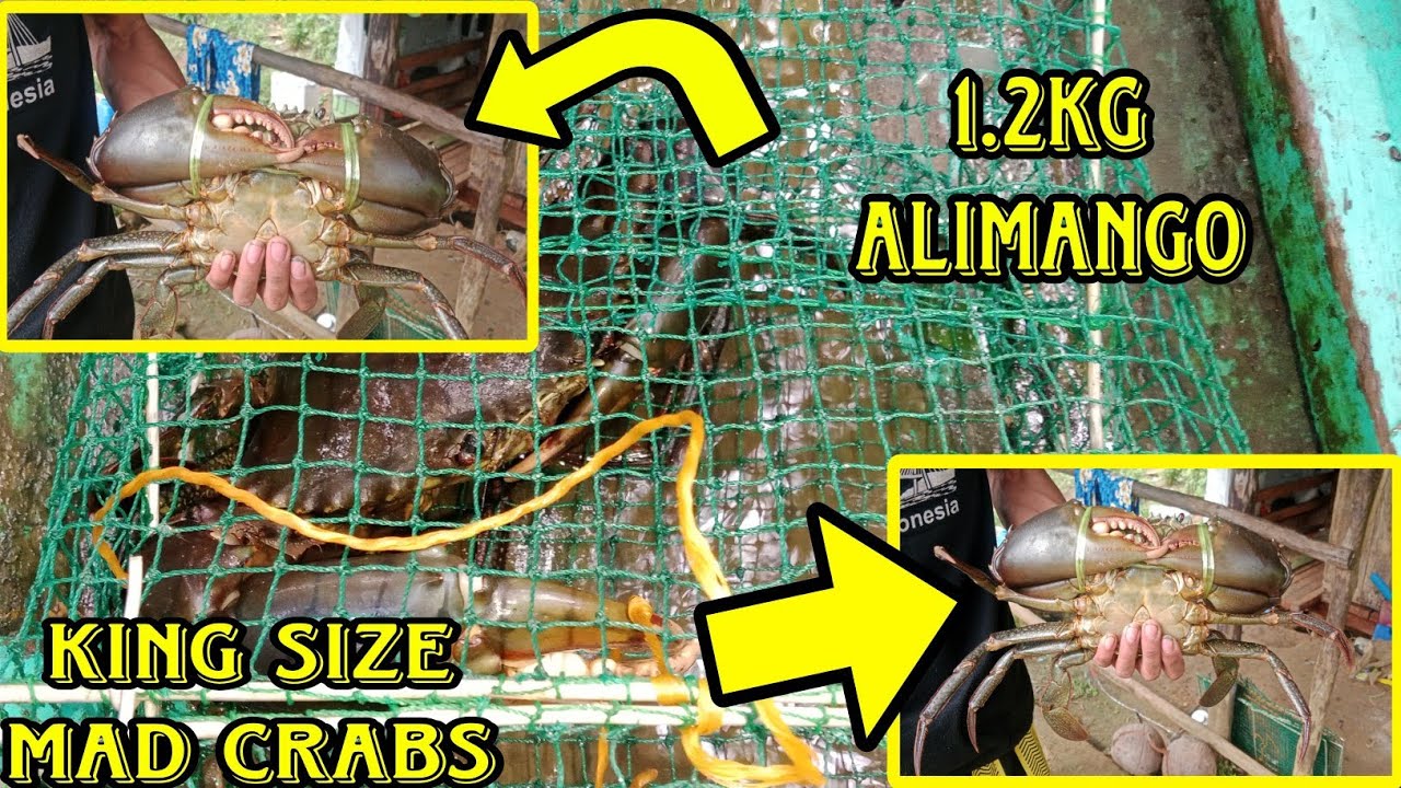 Pumasok sa simpleng bobo traps ang Isang.. (King size!!!) | Alimango hunting