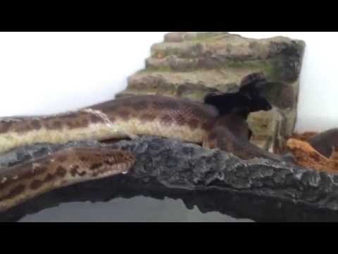 My python 'Dexter' shedding
